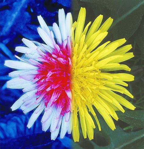 UV coloration in flowers - Wikipedia