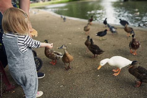 «Father And Daughter Feeding The Ducks At The Park» del colaborador de ...