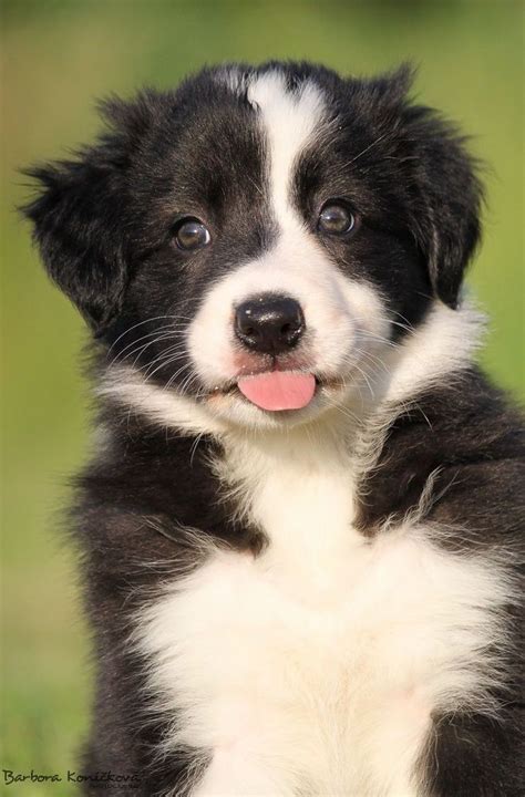 Divine Dolly | Collie puppies, Border collie puppies, Border collie