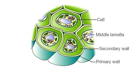 Cell Wall - Definition, Cell Wall Function, Cell Wall Layers