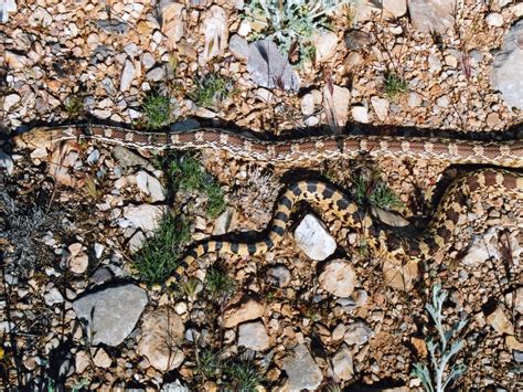 Two snakes: Hindu Canyon, Arizona