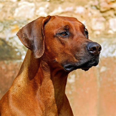 Rhodesian Ridgeback Pedigree Database