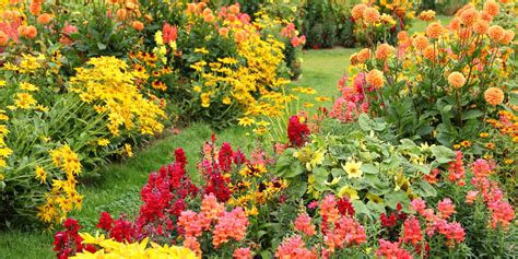 25 Best Fall Flowers & Plants - Flowers That Bloom in Autumn