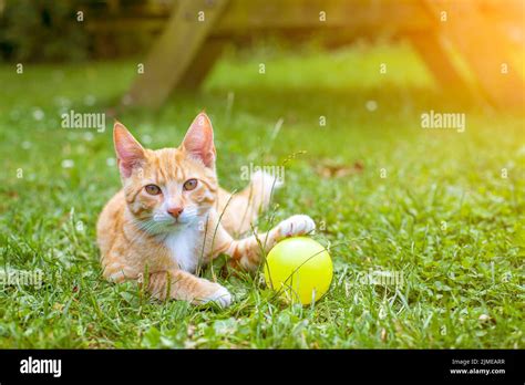 Pretty orange tabby cat playing Stock Photo - Alamy