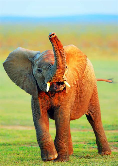 92 Baby Elephant Photos, Videos, and Facts That'll Make You Go "Awww!!" | Everywhere Wild