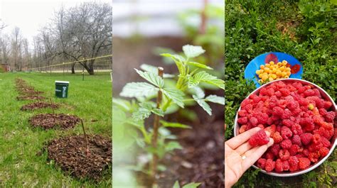 How To Start New Raspberry Canes For A High Yielding Berry Patch