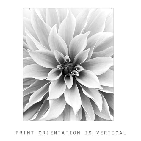 Dahlia Flower Photography Black and White Photography Print - Etsy