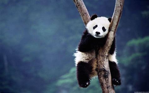 Funny Panda Wallpapers - Top Free Funny Panda Backgrounds - WallpaperAccess