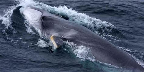 Fin whale – one of the largest whales | DinoAnimals.com