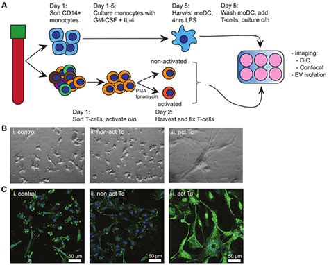 Frontiers | Bystander T-Cells Support Clonal T-Cell Activation by Controlling the Release of ...