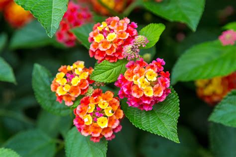 Lantana camara - Bonsai BCI