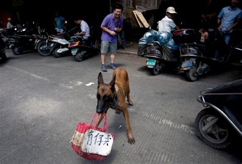 Dog meat festival in China inspires hashtag protest around the world