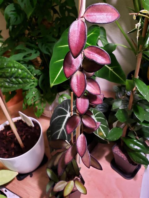 Hoya Rosita Plant (Tropical Wax Vine) | Exotic Rare Plant | Indoor Plant | Plant for Garden ...