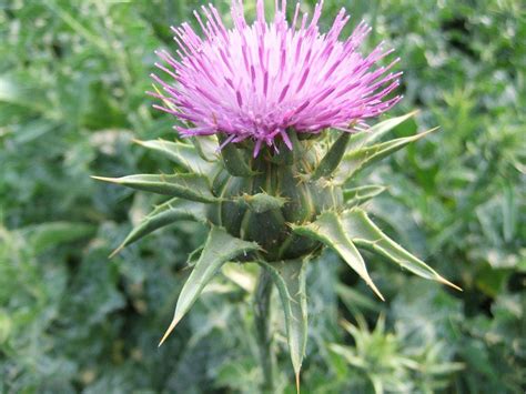 Bulk herbs for sale Milk Thistle Extract 80% Silymarin powder (China Manufacturer) - Agriculture ...