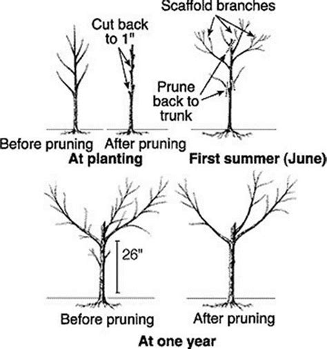 Fruit and Vegetables | Buckeye Hills Agriculture and Natural Resources | Pruning fruit trees ...