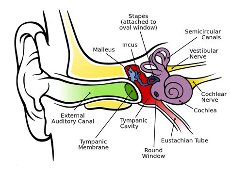 Auditory transduction — Brain & language