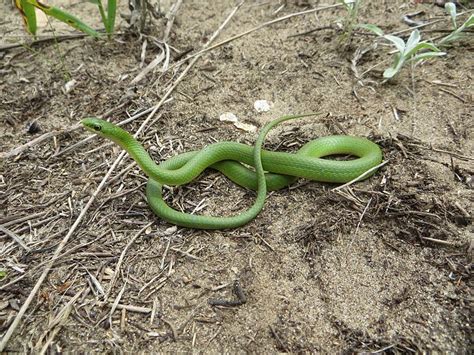 Smooth Green Snake Facts and Pictures