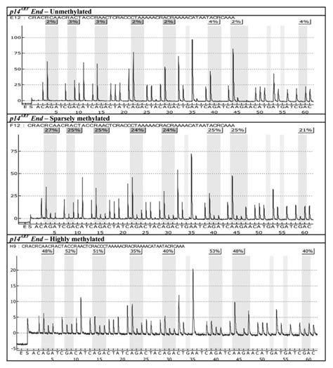 Typical pyrograms of the p14ARF gene showing normal colon mucosa tissue ...