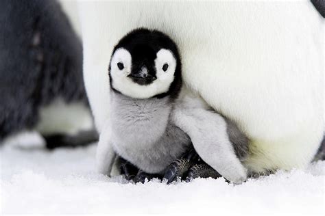 Emperor Penguin Chick Pet