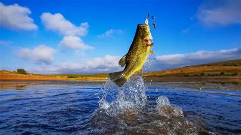 Why Do Bass Jump Out Of The Water - Outdoors Gap