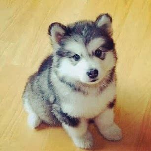 Chusky Dog (Siberian Husky Chow Mix) Info, Puppies, Temperament, Pictures