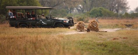 Tips to Planning a Safari Adventure - Safari Ventures