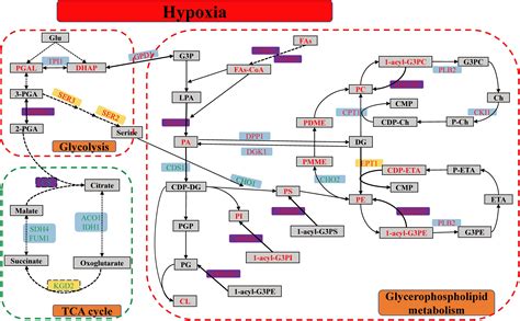 Frontiers | Multiple-Omics Techniques Reveal the Role of ...