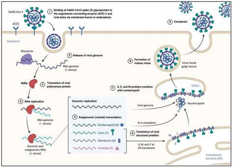 Image 6 – COVID life cycle