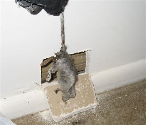 How To Get Rid Of Rats In The Walls - All You Need Infos