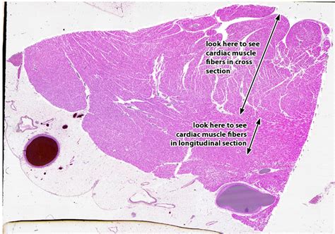 Duke DPT Histology - Muscle & Nerve Tissue