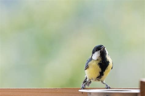 Feeding birds - The Slow Lens