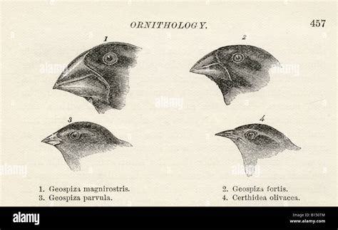 Finches with beaks adapted to different diets observed by Charles ...