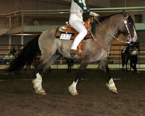 All About Black Buckskin Horses | LearningHorses.com