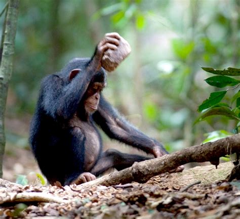 Chimpanzees’ Table Manners Vary by Group - The New York Times