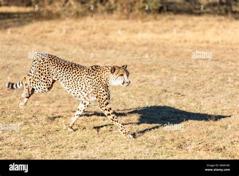 Cheetah running in South Africa, Acinonyx jubatus. Guepardo Stock Photo ...