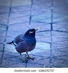 Indian Mynah Singing Bird Stock Photo 1286192737 | Shutterstock