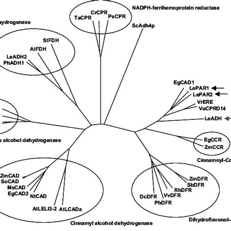 The biosynthetic pathway for 2-phenylethanol (4) from phenylalanine (1 ...