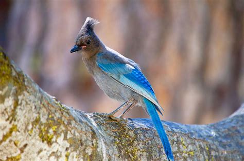 Stellar Jay - Stellar Jay perched on a moss laden branch | Animals ...