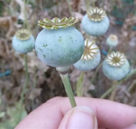 Harvesting Poppy Seeds (papaveraceae) | Harvesting poppy seeds ...