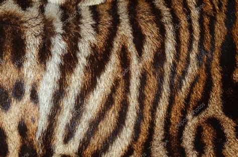 Tiger Fur Texture