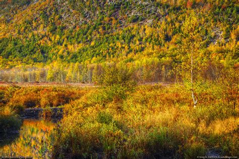 Fall Foliage, Acadia National Park | This shows some of the … | Flickr