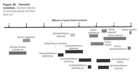 The Origin of Humans | Answers in Genesis