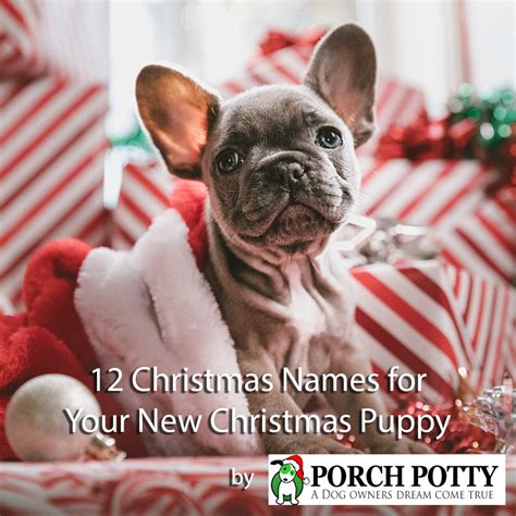 12 Christmas Names for Your New Christmas Puppy – Porch Potty Australia