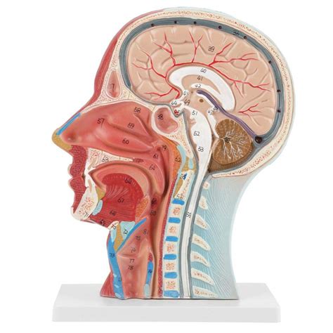 Anatomical Head Model, Anatomical Human Anatomical Half Head and Face Anatomy Medical Brain Neck ...