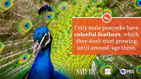 Peacock Fact Sheet | Blog | Nature | PBS