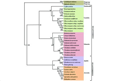 The phylogenetic tree of the asterid clade based on 63 protein-coding... | Download Scientific ...