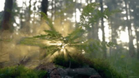 Light Forest GIF - Light Forest Tree - Discover & Share GIFs