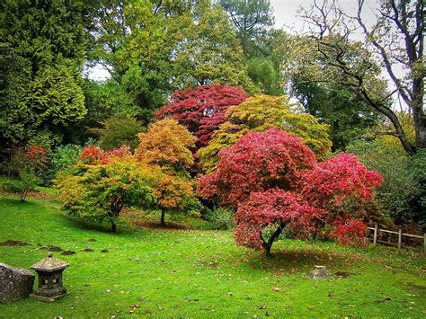 Ornamental Trees For Landscaping | Jardines japoneses, Jardín de arce japonés, Jardines pequeños