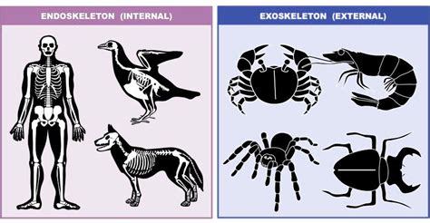 exoskeleton animals - Google Search | Animals, Skeletal, Framework