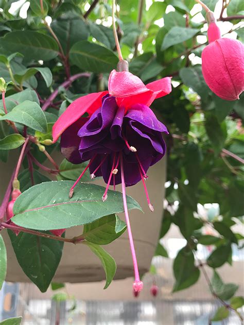 Dark Eyes Fuchsia (Fuchsia 'Dark Eyes') in Rapid City, South Dakota (SD) at Jolly Lane Greenhouse